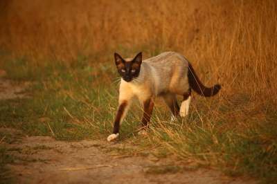 猫 小猫 暹罗 暹 小路 泥路 草