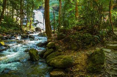 河风景 景观 森林
