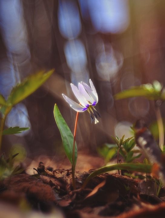 花 春天 花朵 性质 夏天 工厂 颜色 植物群 丰富多彩 美丽