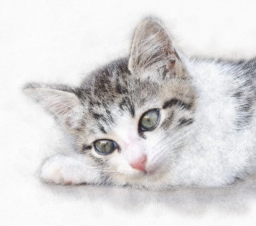 猫咪, 动物, 毛茸茸, 可爱, 特写, 猫眼, 灰色的, 自然, 猫的眼睛