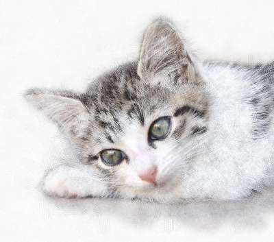 猫咪 动物 毛茸茸 可爱 特写 猫眼 灰色的 自然 猫的眼睛