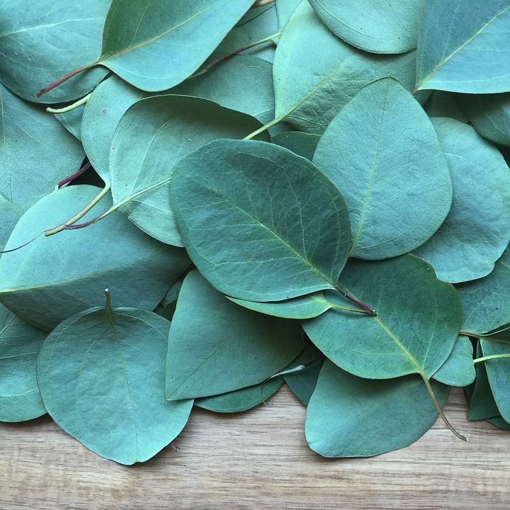 桉树, 叶子, 植物, 花的, 自然, 装饰, 桉树, 桉树, 桉树, 桉树