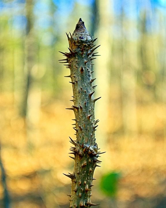 魔鬼的Walkingstick 锋利的 多刺的 植物群 植物学 荆棘
