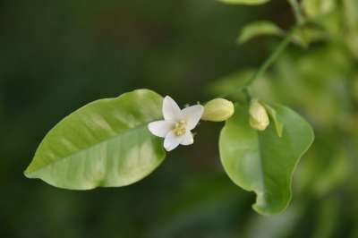 高清壁纸 野花 指向下方 花 白色的 紫色的 春天 植物 投标