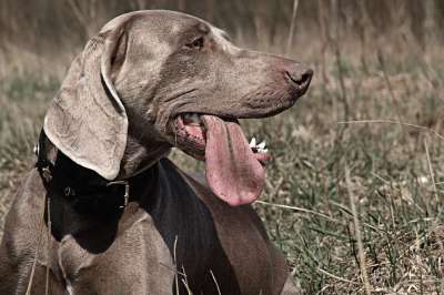 犬只 猎犬 狗 打猎