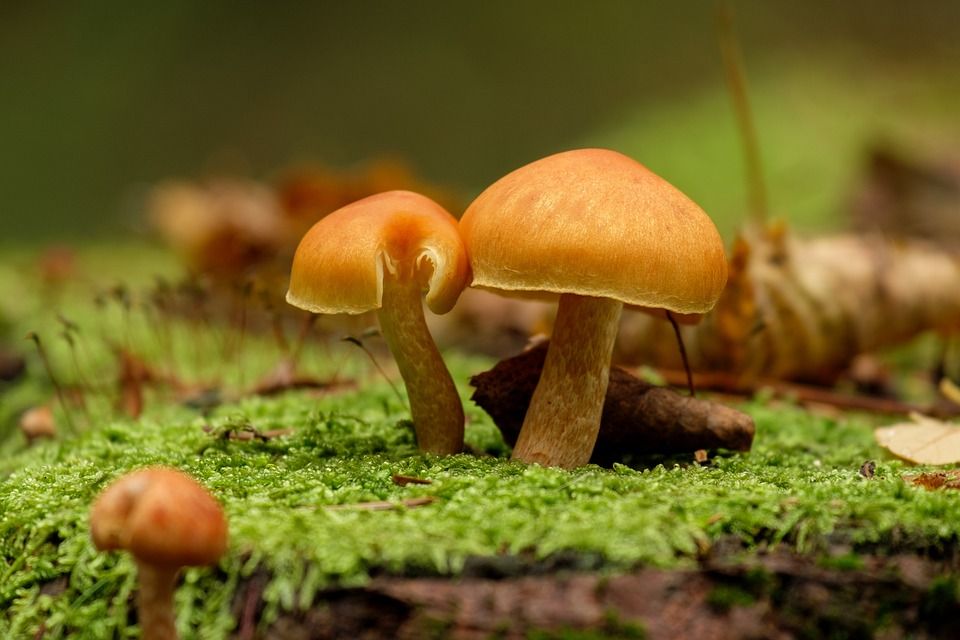 蘑菇, 毒菌, 性质, 藓类植物, 秋天, 争端, 荒野, 季节, 植物, 毒