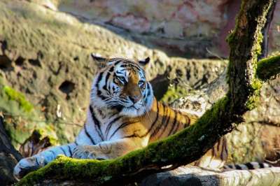 老虎 大猫 动物 猫科动物 野生动物 捕食者 食肉动物 动物园