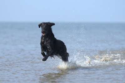 Flatcoated猎犬 狗 海滩 海 海洋 水 溅 湿的 跑步