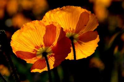 橙色的罂粟花 罂粟花 橙花 花朵 植物 花园 园艺 植物学