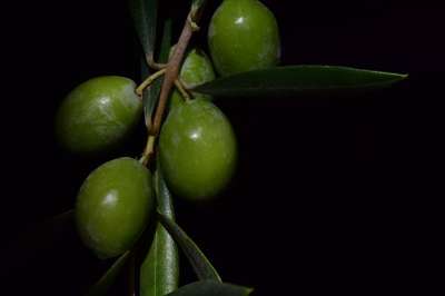橄榄 Nocellara Nocellara橄榄 食物 油果 绿色