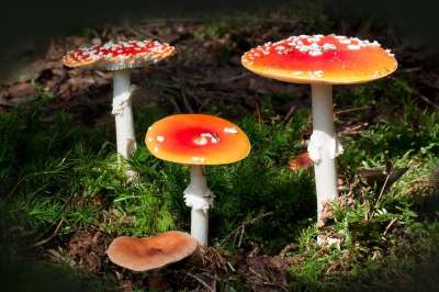 毒菌 毒蝇伞 蘑菇 帽 红色的 信号红 橙红色 薄片 白色的