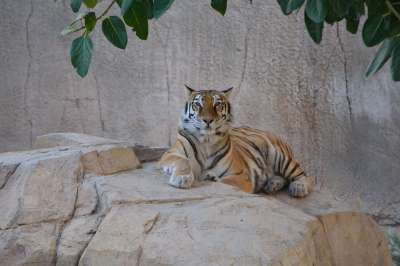 老虎 动物 猫科动物 猫 动物群