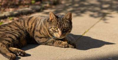 猫 动物 家畜 小猫 肖像 狮子 家猫 毛皮 好奇的 头