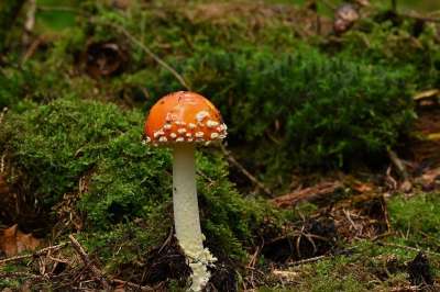 蘑菇 毒菌 有毒 森林 苔藓 落下 自然 真菌科学