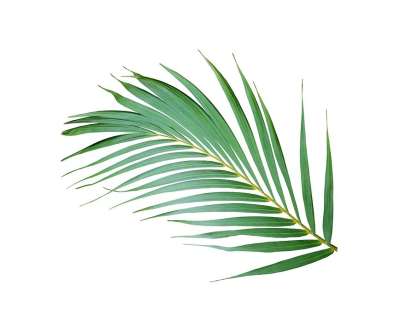 棕榈 叶子 热带 植物 自然 树 异国情调 椰子 植物学 叶