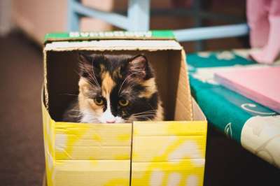 猫 盒子 捕食者