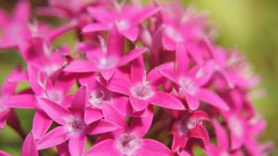 五角星 粉色的 粉红色的花朵 花 花园 自然 美丽的 植物群