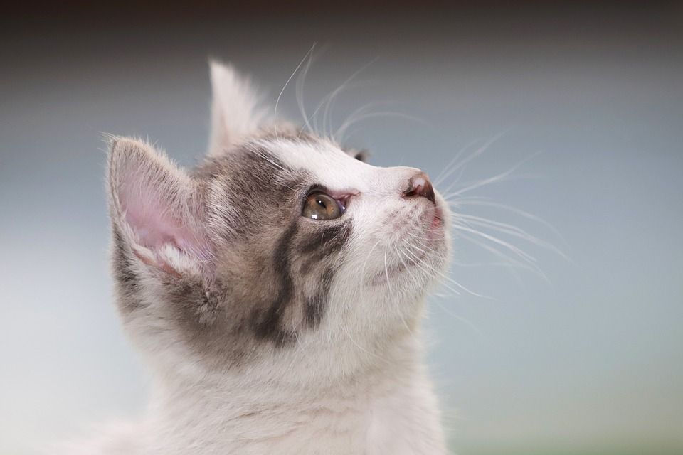 猫, 小猫, 流浪猫, 宠物, 吉尔扬伊, 动物, 宝贝猫, 可爱的, 喵