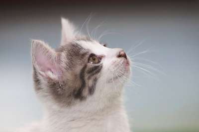 猫 小猫 流浪猫 宠物 吉尔扬伊 动物 宝贝猫 可爱的 喵