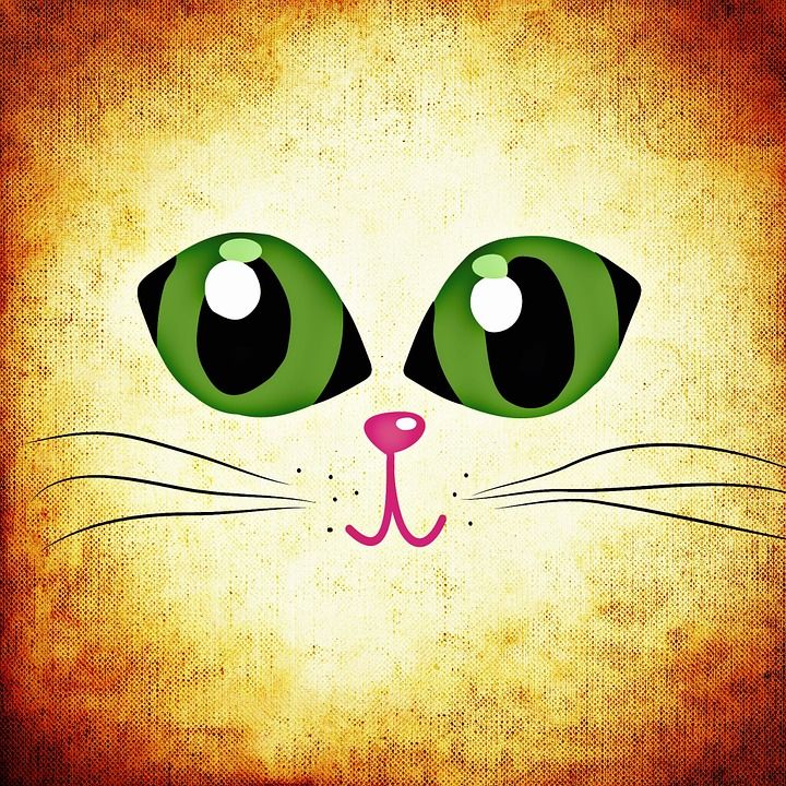 眼睛, 猫眼, 乐趣, 猫, 动物, 可爱的