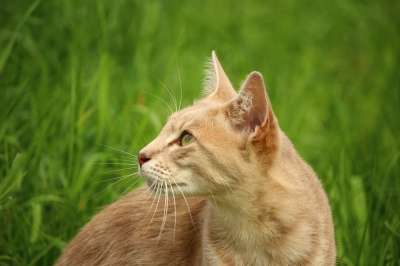 猫 小猫 鲭鱼 品种猫 虎猫