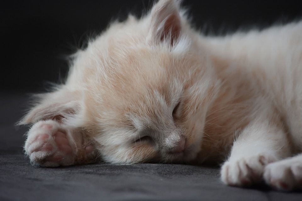 小猫, 猫, 宠物, 可爱的, 动物, 小的, 迷人, 毛茸茸的, 基蒂, 睡猫