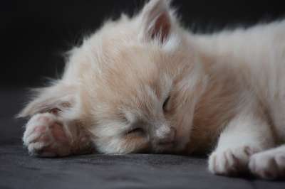小猫 猫 宠物 可爱的 动物 小的 迷人 毛茸茸的 基蒂 睡猫