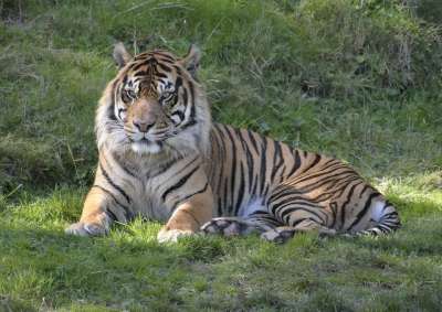 老虎 野生动物 自然 动物 野生猫 捕食者 食肉动物