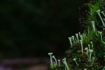 森林 苔藓 杯苔藓 自然 森林地面 绿色 冬天 神秘 长满青苔
