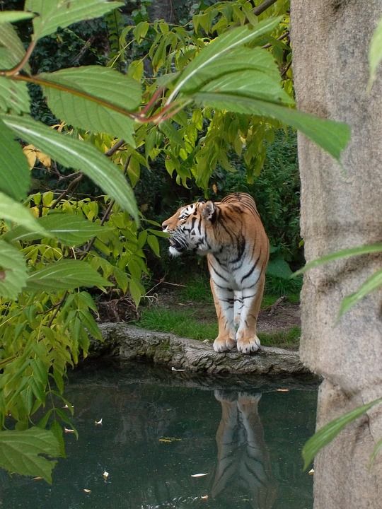老虎 荒野 动物园 大猫 捕食者 猫 爪子 危险的 虎爪 危险