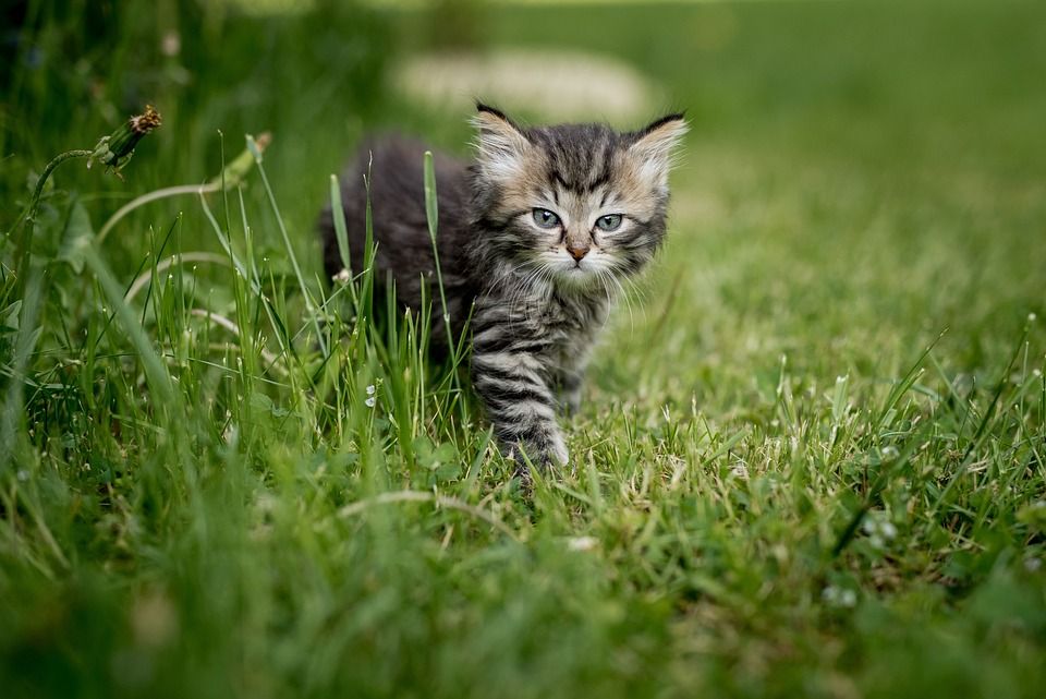 小猫, 夏天, 动物, 猫, 宠物, 自然, 基蒂, 国内的, 户外的, 花园