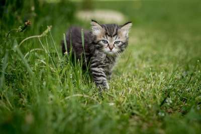 小猫 夏天 动物 猫 宠物 自然 基蒂 国内的 户外的 花园