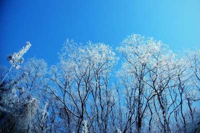 冬天树 雪 雪景 雪景 雪景 雪景 雪景 雪景