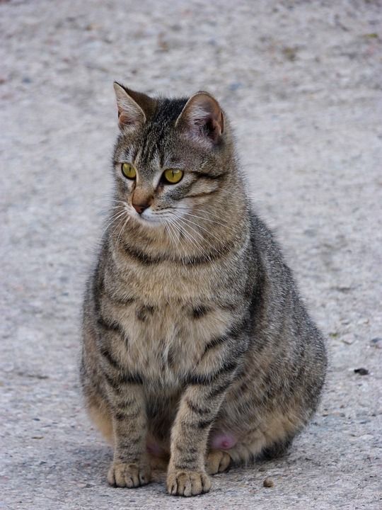 猫 猫科动物 孕 虎斑猫