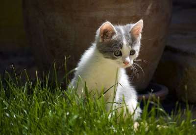 猫 小猫 可爱 宠物 动物