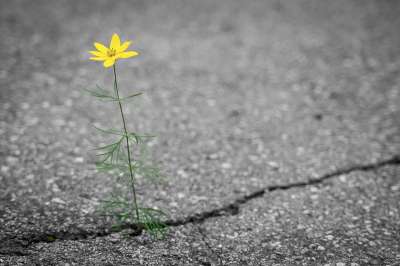 花 路 裂纹 黄色 独自的 孤独 自然 植物 开花 绿色