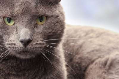 猫 灰色的 宠物 动物