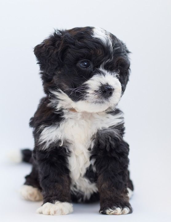 Bernedoodle 狗 小狗 涂鸦 贵宾犬 伯恩山犬