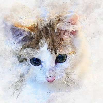 猫 小猫 动物 宠物 猫科动物 哺乳动物 脸 眼睛 胡须 水彩