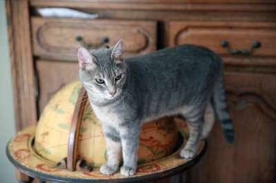 动物 屁 宠物 家畜 猫科动物 猫 海角 栖息 老虎 驯化