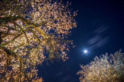 天堂 月亮 夜晚 树木 黑暗 蓝色的 云 景观 星星 光