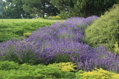 薰衣草 夏天 花朵 紫色的 自然 香味 花园 花 绿色 芳香