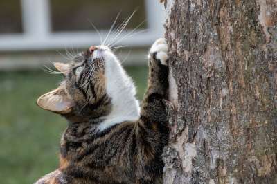 猫 家猫 家畜 爪 爬 晶须 树 花园