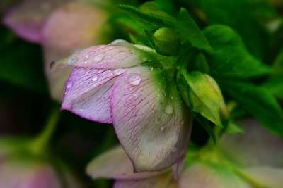 藜芦 花 植物 花瓣 叶子 水滴 雨下落 春天的花朵 早期的纰漏