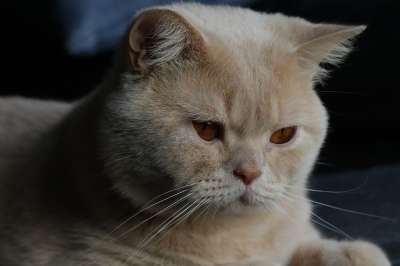 猫 小猫 英国短毛猫 毛皮 蓬松的 柔软的 肖像 动物 哺乳动物