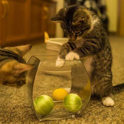 宿醉 小的 鲭鱼 小猫 家猫 家畜 可爱的 猫 猫宝宝 猫脸