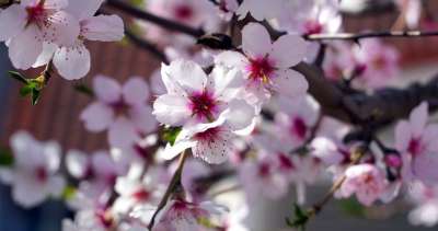 杏仁树 花朵 春天 枝杈 花瓣 开花 盛开 杏仁花 树 植物