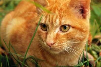 猫 动物 英俊 宠物 毛茸茸的猫 红猫 生姜 有条纹的 草