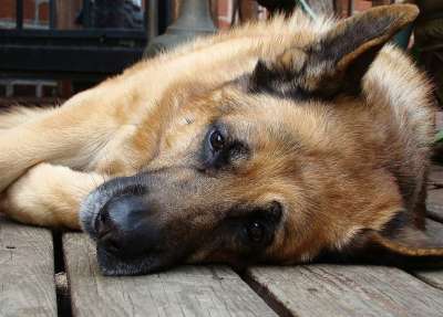 德国牧羊犬 狗 睡眠 休息 大的 犬类 品种 国内的 纯种