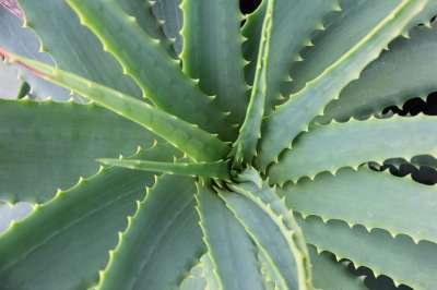 芦荟 多汁的 仙人掌 植物学 护肤 植物 叶子 刺 生长